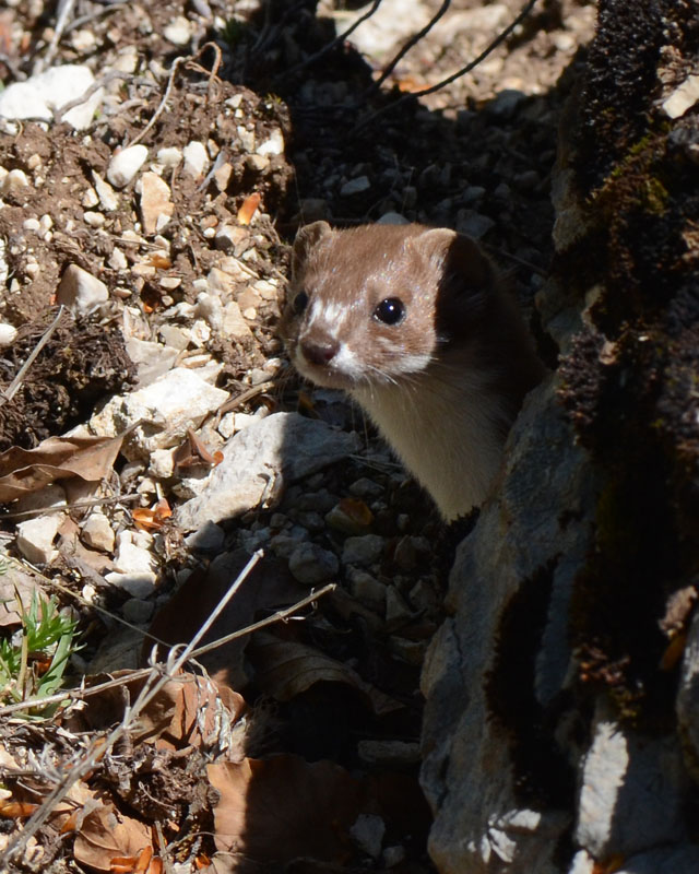 Donnola, Mustela nivalis - Campo Felice (AQ)